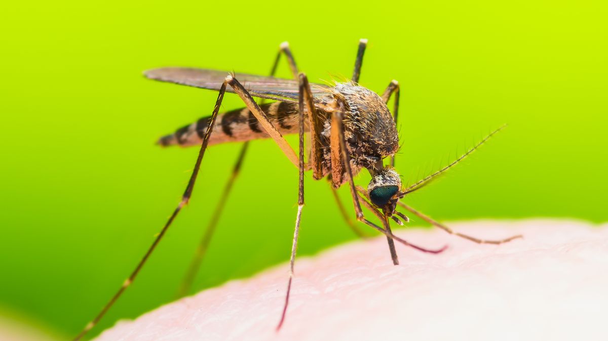 Změna klimatu svědčí komárům, Argentina bojuje s nárůstem horečky dengue